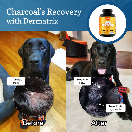 Charcoal's Recovery Story