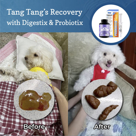 Tang Tang's Recovery Story